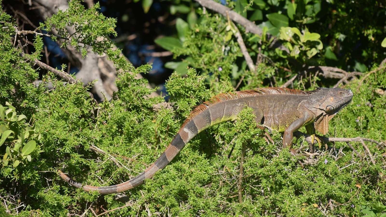 an iguana walking through a tree filled forest