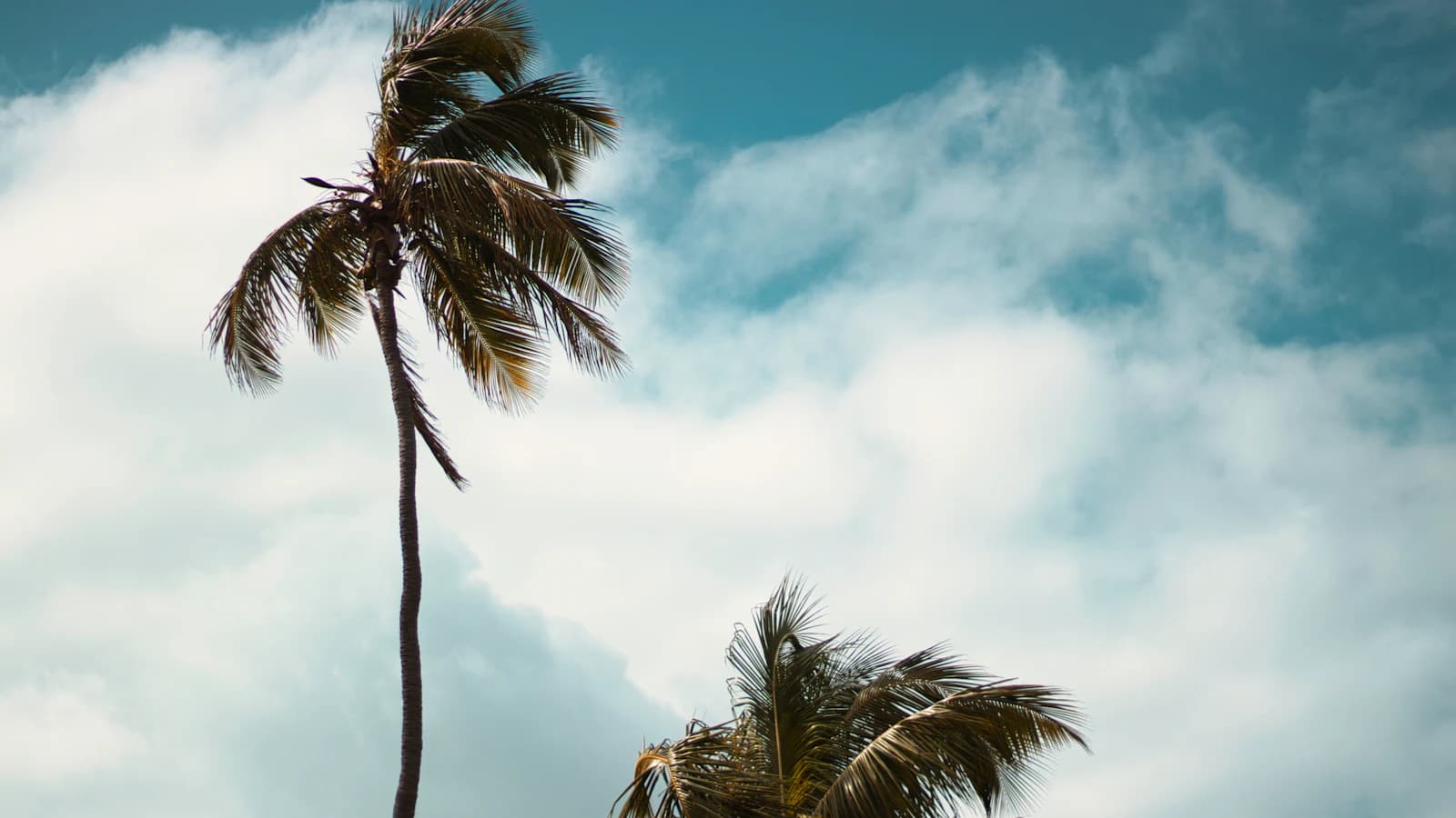 Palm trees bending in a strong wind under a gray sky