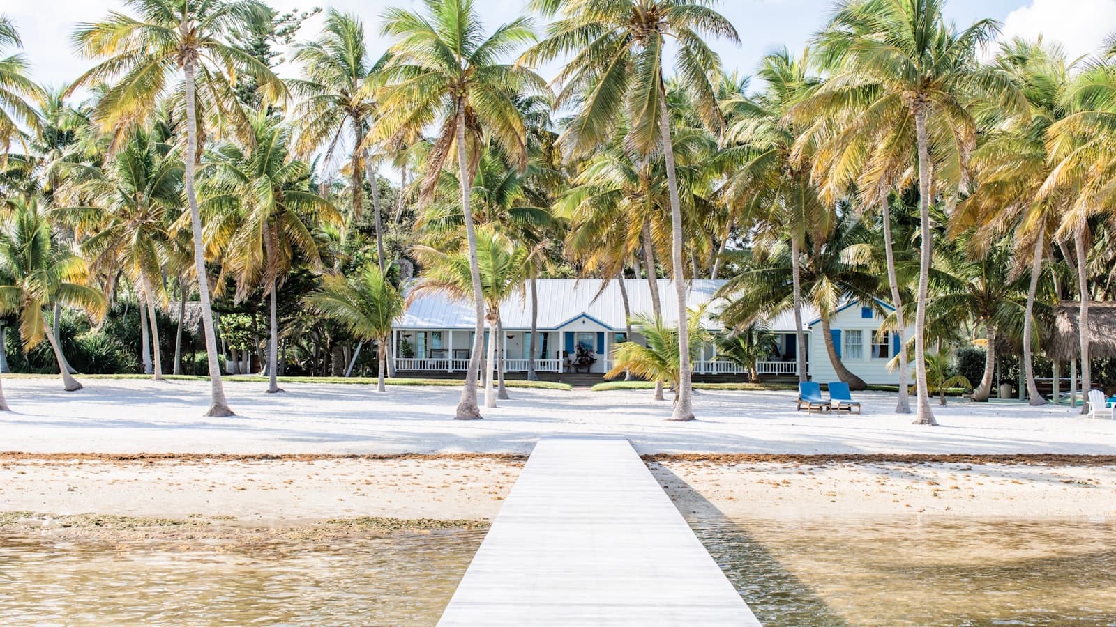 palm trees near white building